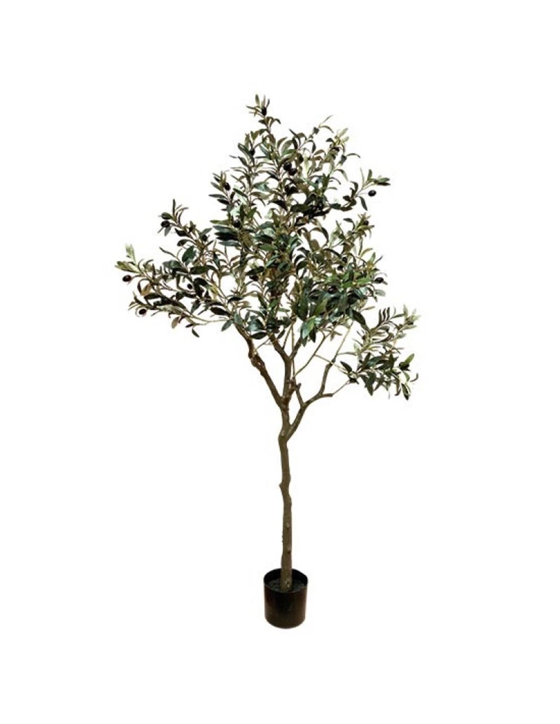 Ελιά δέντρο Η165cm 012.852602301