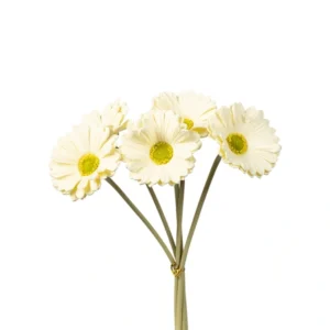 Σετ 5τμχ Τεχνητό Λουλούδι / Μπουκέτο Gerbera Foam Λευκό 30cm | 816-20094 - Box In Θεσσαλονίκη - 25ης Μαρτίου 111