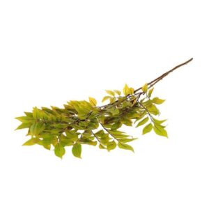 Sambucus κλαδι πράσινο 110εκ. 012.852502186